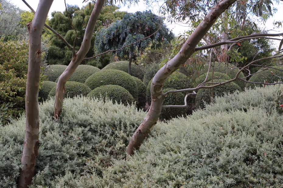 6 Spectacular Native Australian Gardens