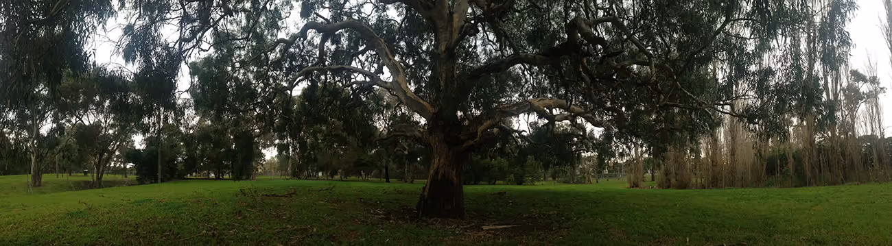Heritage Listed Tree At Kilby