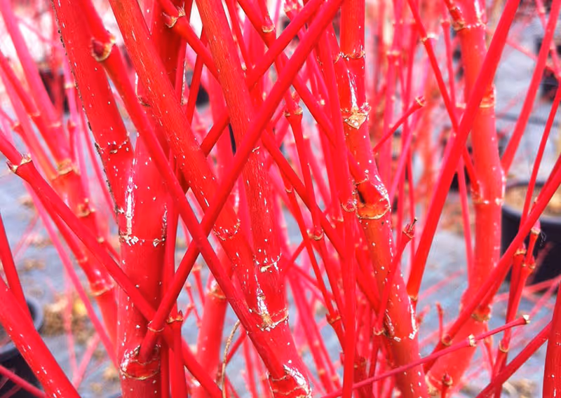 Coral Bark Maple