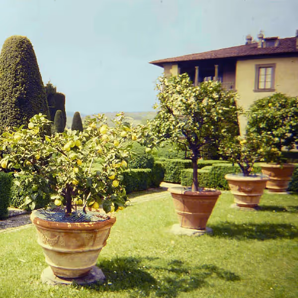 More Potted Lemon Trees