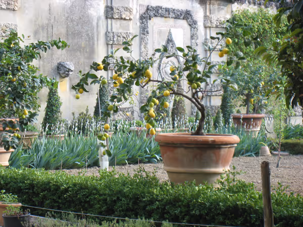7 Stunning Ornamental Gardens that incorporate Fruiting Trees