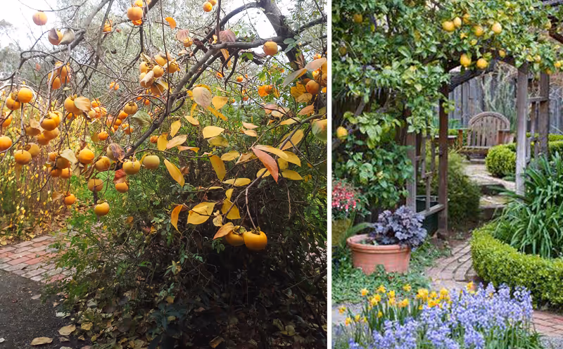 Wild Citrus Garden Inspiration