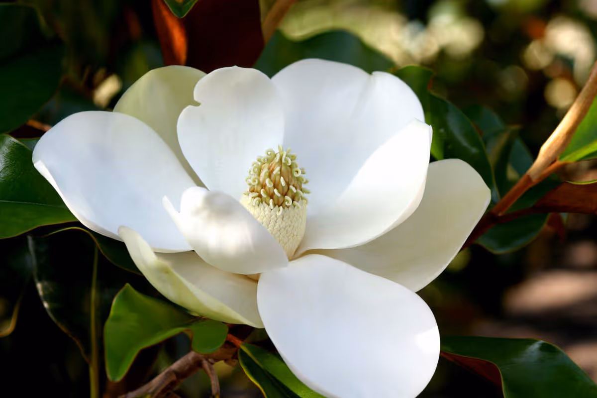 magnolia