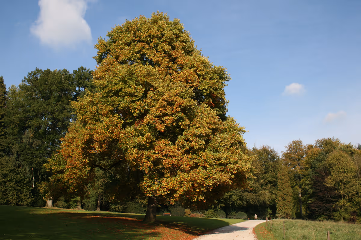 3 Striking Trees for Larger Gardens