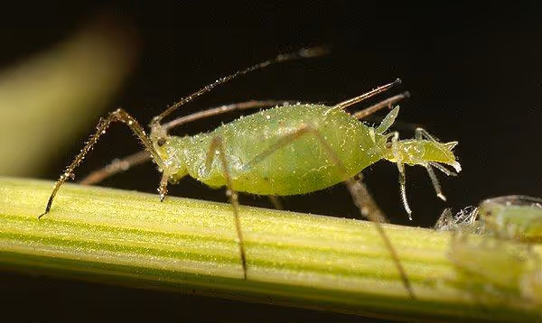 2 Simple Ways to Prevent Aphid Attacks (and what to do when they strike)