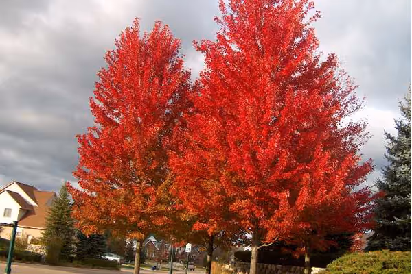 Top 10 Trees with colourful Autumn foliage