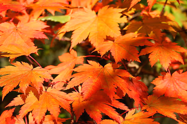 Acer Japonicum