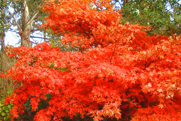 Acer Osakazuki