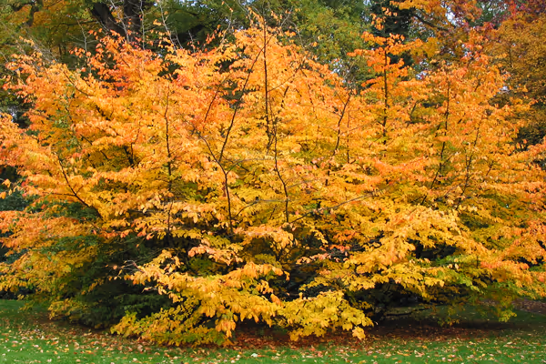Parrotia persica