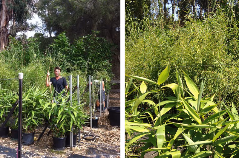 What is the best time to plant bamboo?
