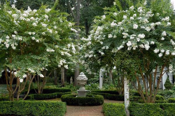 What colour range of Lagerstroemias (Crepe Myrtles) do we grow? And 6 shots that will inspire you to plant them.