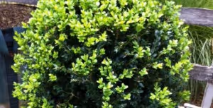 buxus