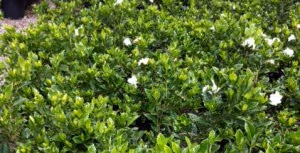 gardenia