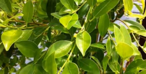 ficus