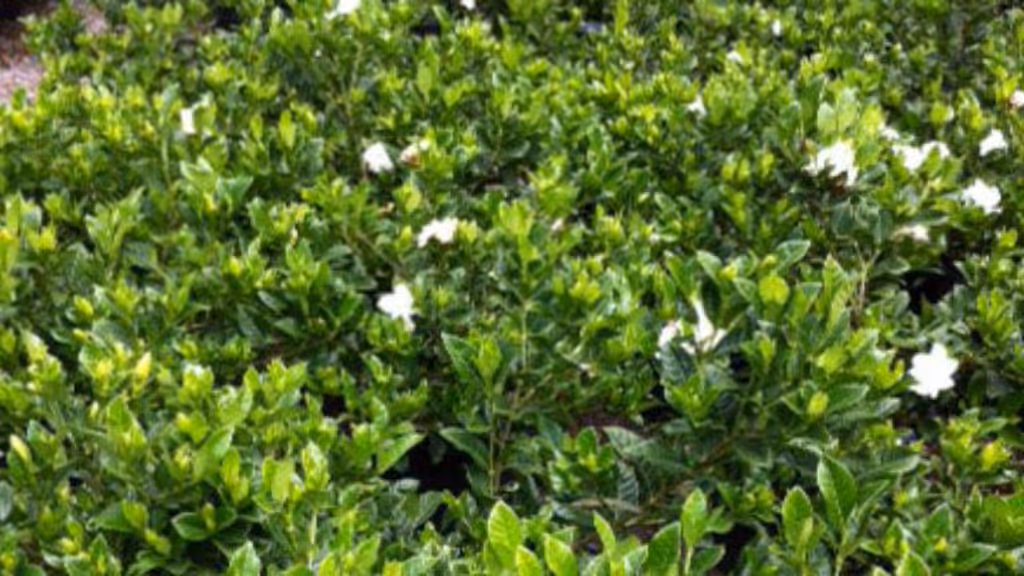 Top 7 Plants that Did Well during Summer