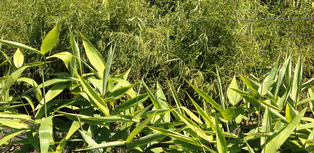 Oldhamii and Tigergrass at Kilby Park Tree Farm