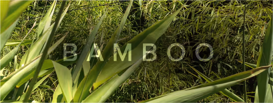 6 Different types of Bamboo in 2025