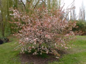 Planting in warmer weather