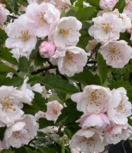 double flowers