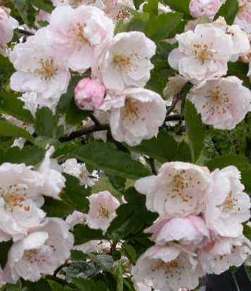 What causes double flowers?