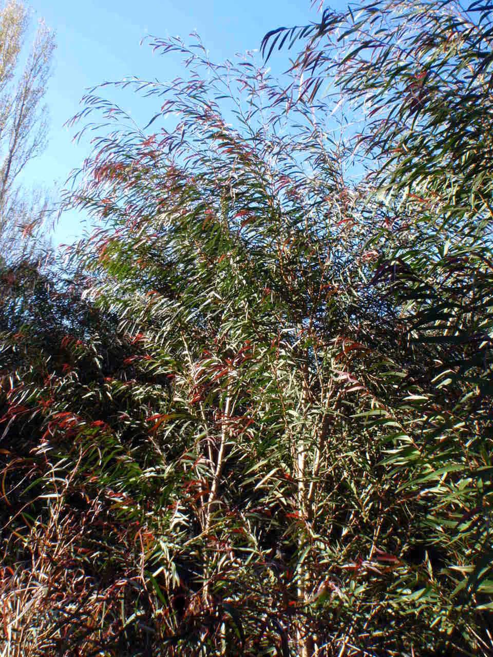 Beautiful Agonis Burgundy at a Beautiful Price