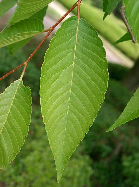 Our Newest Variety - Zelkova serrata 'Green Vase'