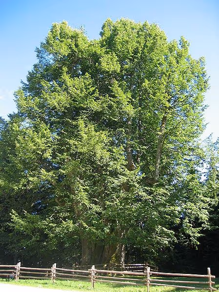Lovely Lindens, or Limes