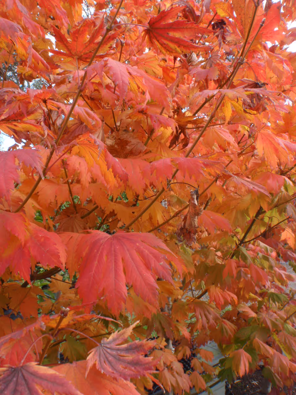 Fiery Foliage Shows the Beauty of Autumn
