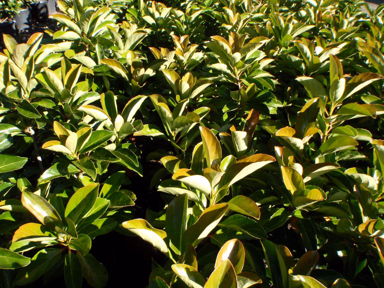 Special offer on Viburnum 'Emerald Lustre'