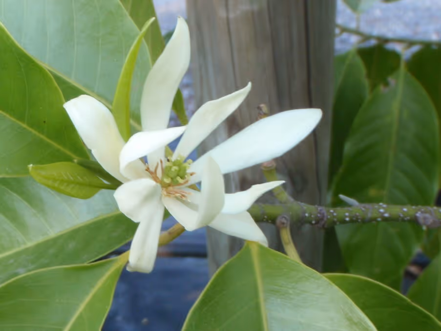 Beautifully fragrant Michelia alba at a beautiful price