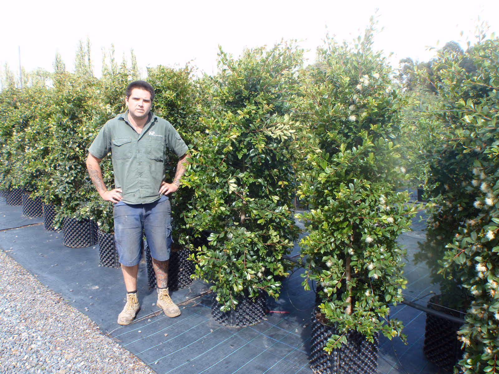 Seriously Good Syzygium Resiliance