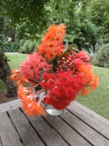 Gorgeous Corymbia