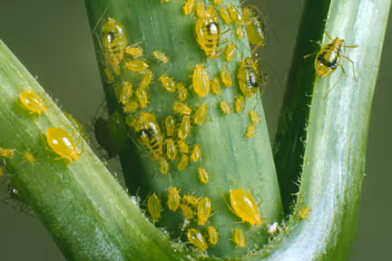 Aphids, the green peril