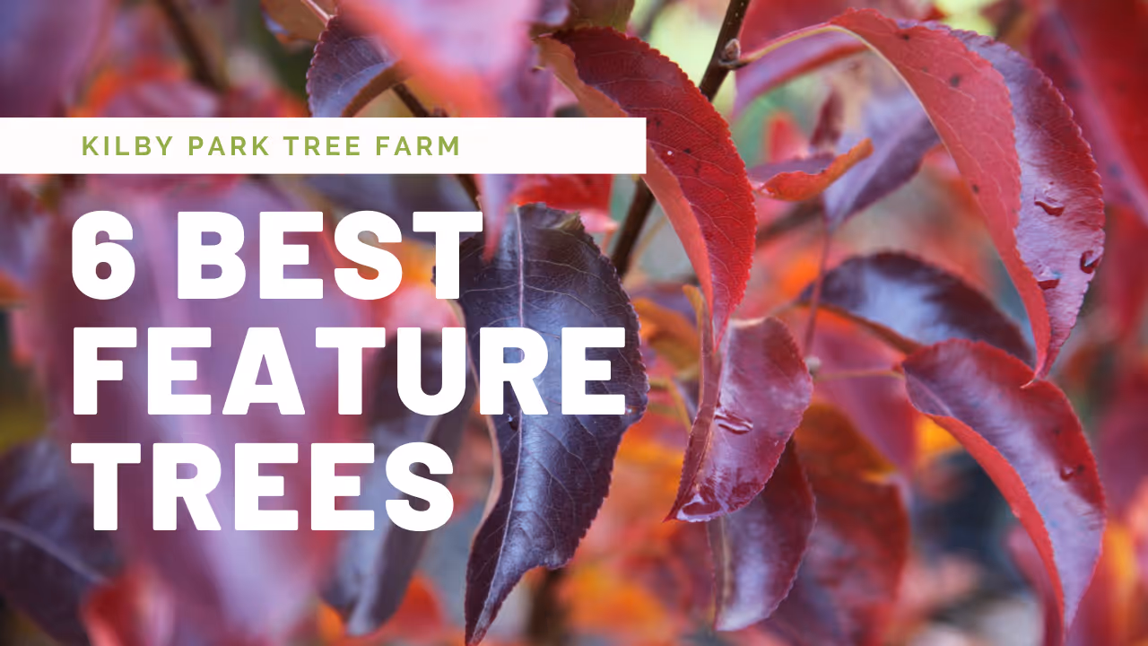 Top 7 Australian Shade Trees