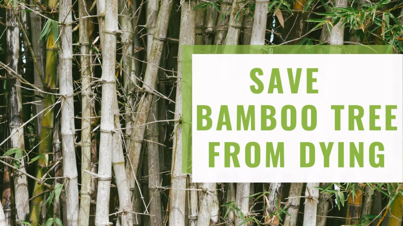 Tips to Save Bamboo Tree From Dying