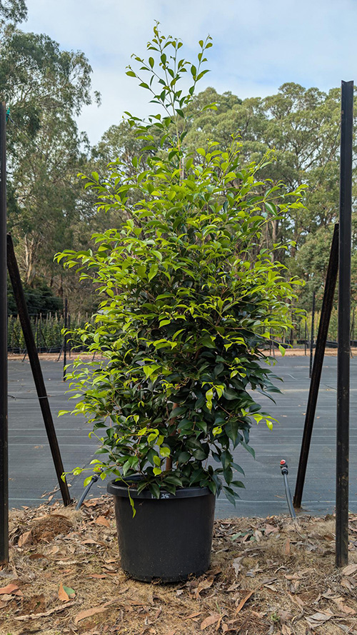 Acmena Smithii 'Sublime'