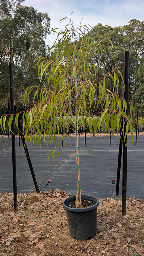 Corymbia citriodora 'Scentuous'