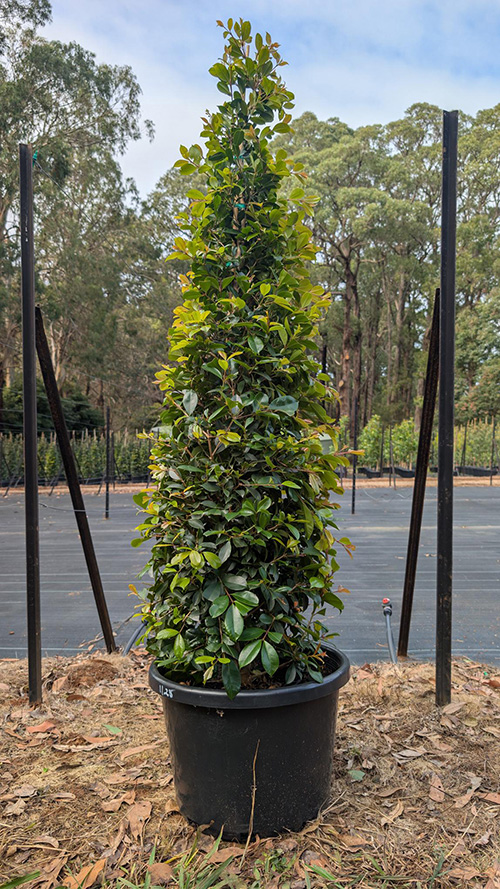 Syzygium australe 'Backyard Bliss'