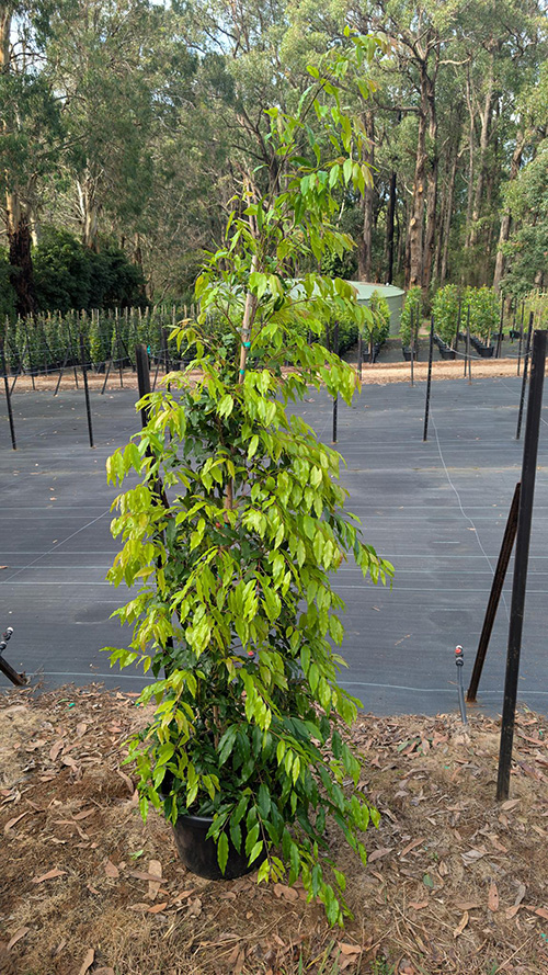 Waterhousea floribunda