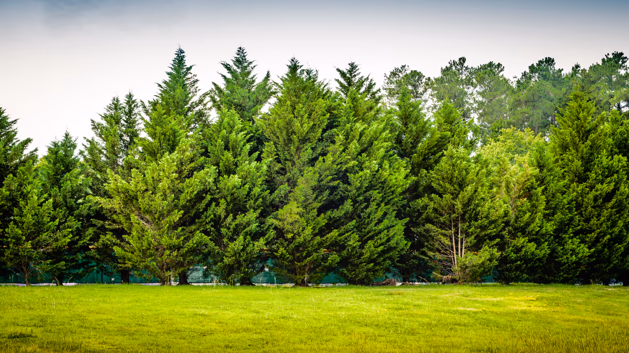Row of lush green evergreen trees standing behind a grassy field under a pale sky.