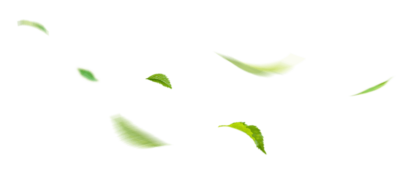Several small bright green leaves floating against a black background.