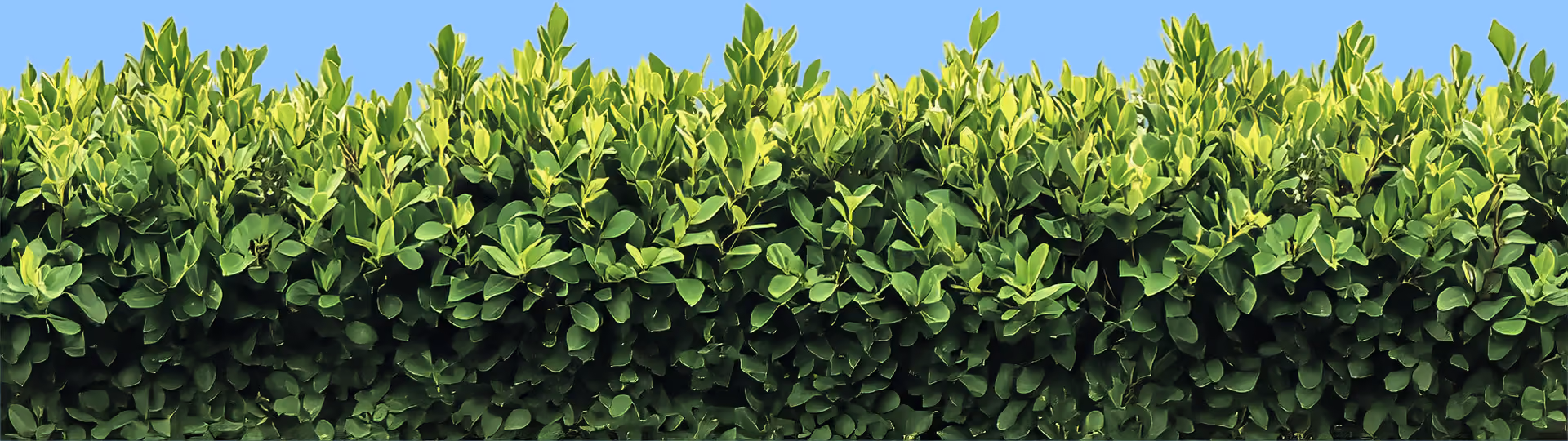 A row of trees with green leaves