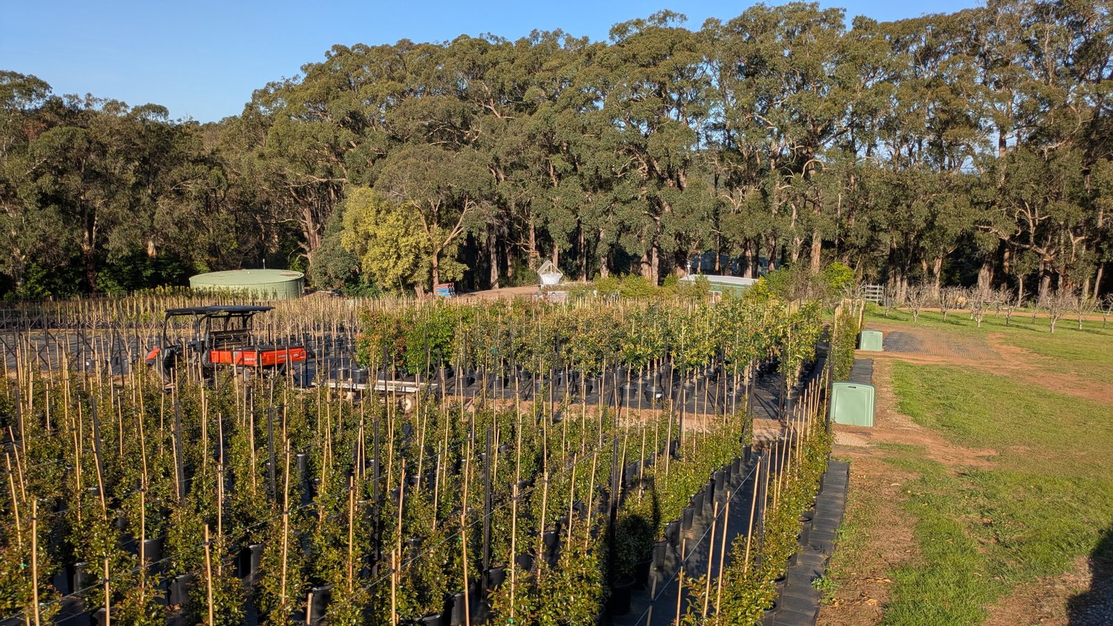 Wide view across the Kilby Park Tree Farm growing area and surrounding gums