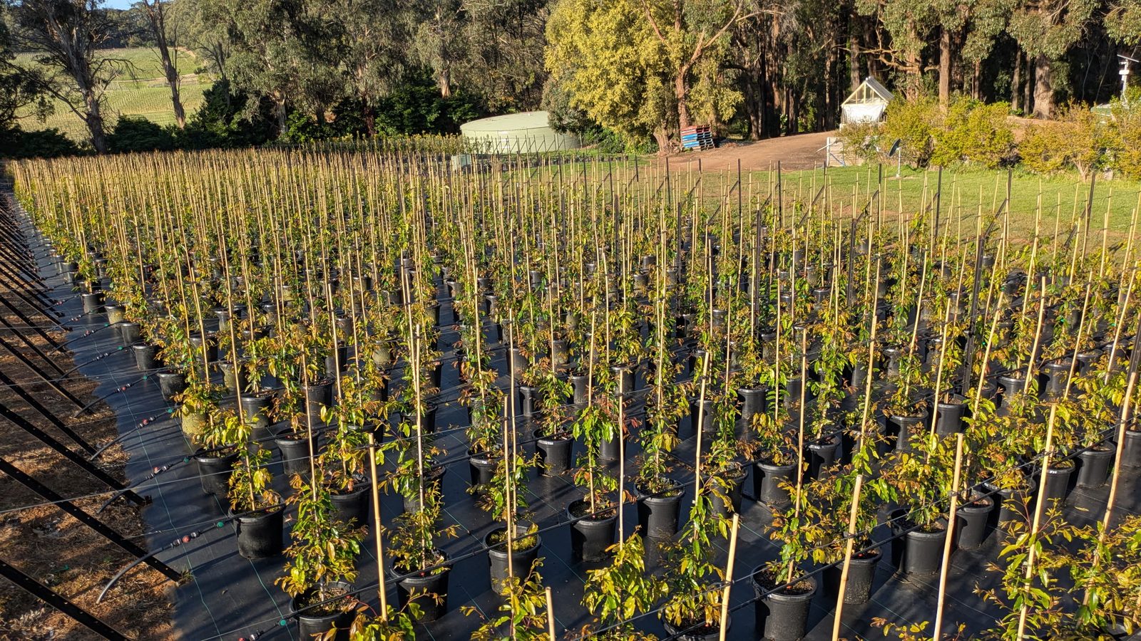 Young staked trees in black pots lined up across the growing area