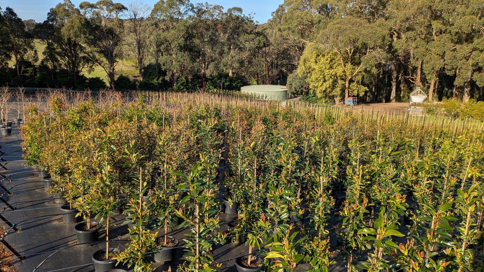 Glossy-leaved screening trees in front of the nursery water tank