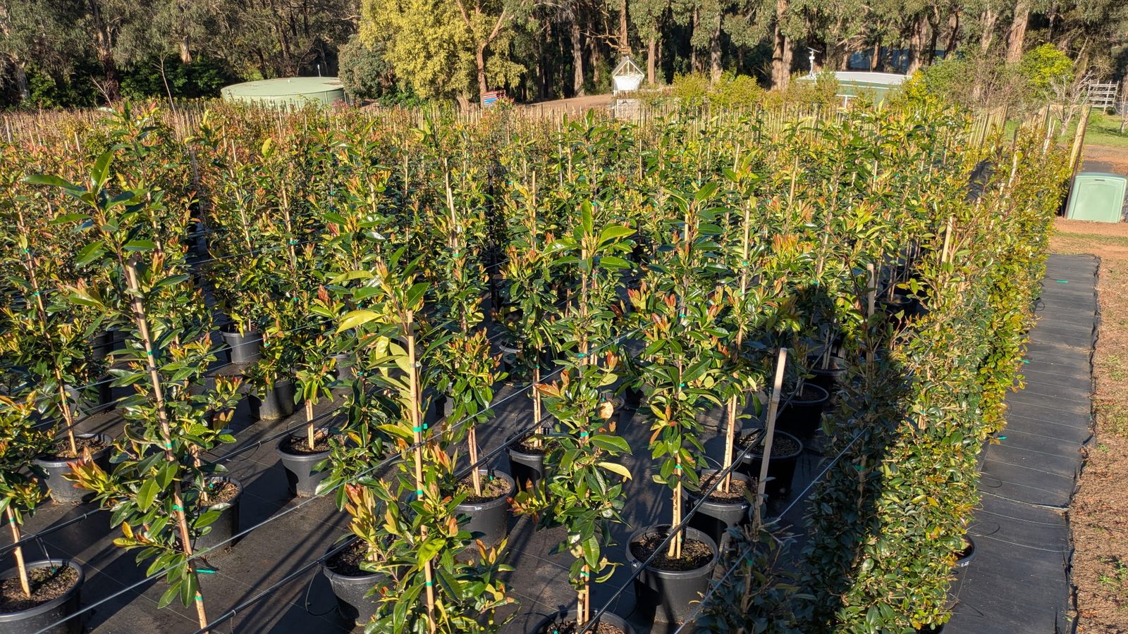 Dense rows of advanced screening trees ready for delivery