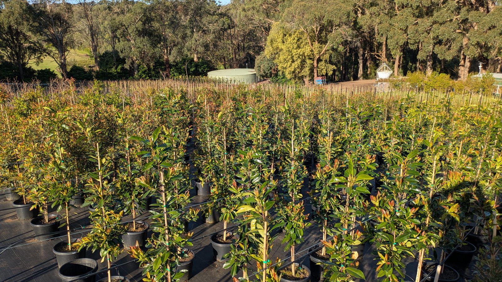 Potted screening trees with fresh copper-toned new foliage