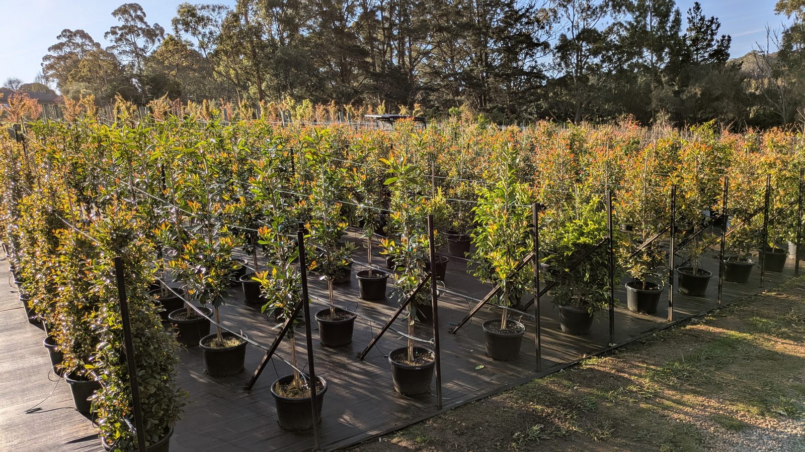 Screening trees showing bronze new growth in the nursery rows