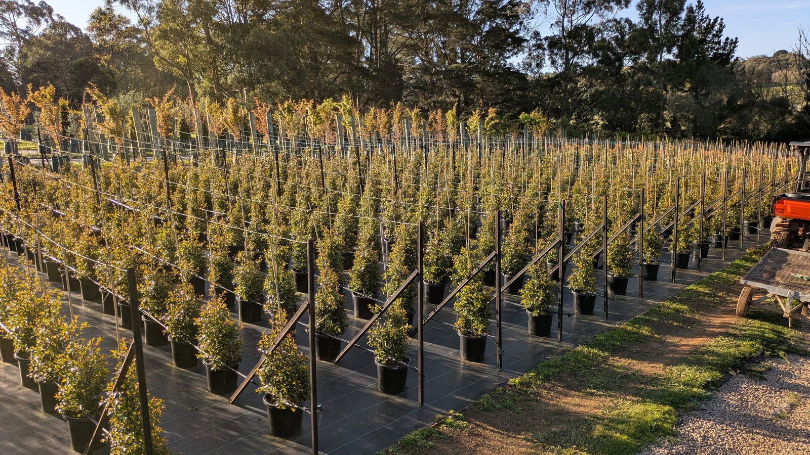 Advanced screening trees in rows on weed matting at the nursery