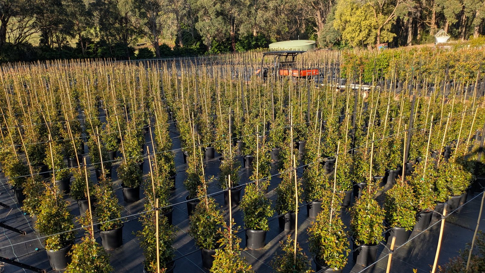Rows of potted screening trees with bamboo stakes at Kilby Park Tree Farm